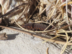 Porcellionides aternanus