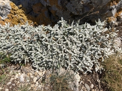 Cerastium biebersteinii