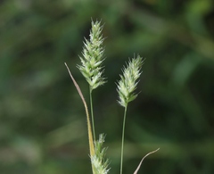 Gastridium phleoides