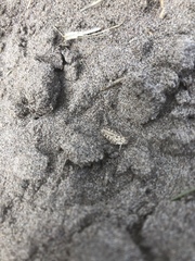 Trimerotropis agrestis