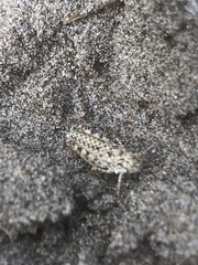 Trimerotropis agrestis