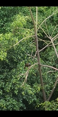 Ortalis columbiana