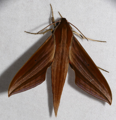 Xylophanes neoptolemus