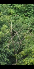 Ortalis columbiana