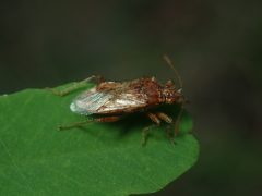 Rhopalus subrufus