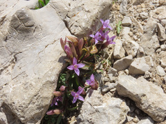 Gentianella columnae