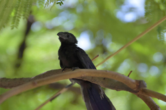 Crotophaga sulcirostris
