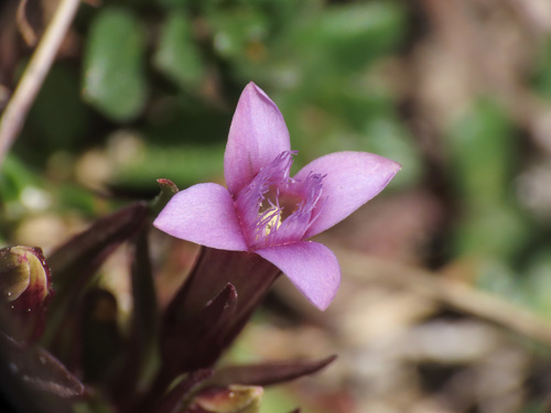 Apennean Gentian (Gentianella columnae)