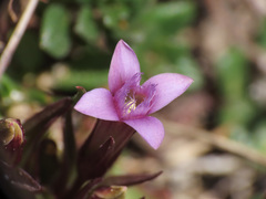 Gentianella columnae