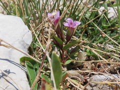 Gentianella columnae