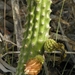 West-Coast Prickly Apple - Photo (c) Jason Sharp, some rights reserved (CC BY-NC-SA), uploaded by SharpJ99