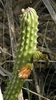 West-Coast Prickly Apple - Photo (c) Jason Sharp, some rights reserved (CC BY-NC-SA), uploaded by Jason Sharp