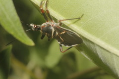 Apiomerus spissipes