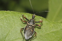 Apiomerus spissipes
