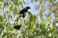Crotophaga sulcirostris
