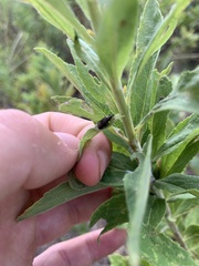 Microrhopala vittata