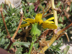 Senecio squalidus rupestris