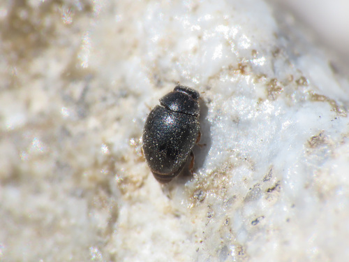 Heath Scymnus