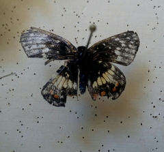 Chlosyne endeis pardelina