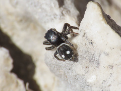 Attulus atricapillus