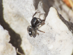Attulus atricapillus