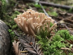 Ramaria rubella
