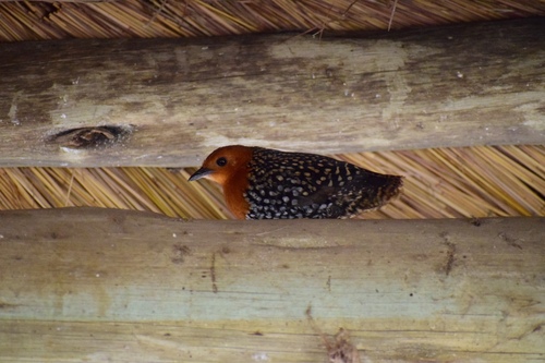 Buff-spotted Flufftail (Sarothrura elegans), photo 5