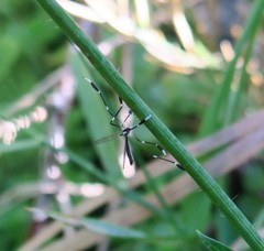 Bittacomorpha clavipes