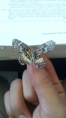 Chlosyne endeis pardelina