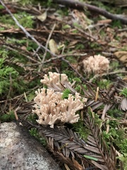 Ramaria rubella