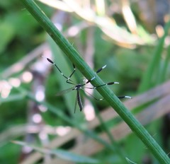 Bittacomorpha clavipes