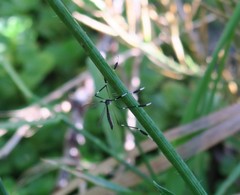 Bittacomorpha clavipes
