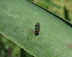Diptera