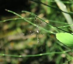 Bittacomorpha clavipes