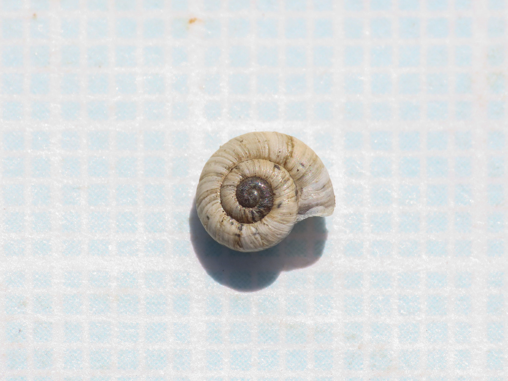 Xerogyra fiorii