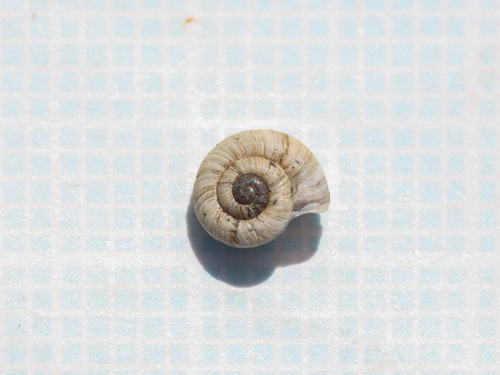 Xerogyra fiorii