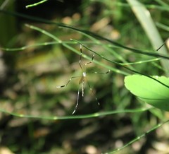 Bittacomorpha clavipes