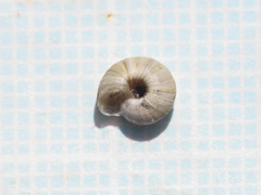 Xerogyra fiorii