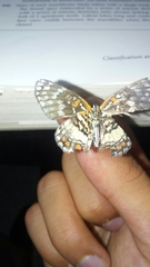 Chlosyne endeis pardelina