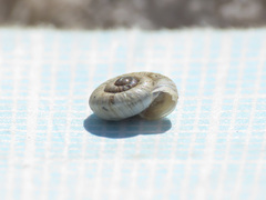 Xerogyra fiorii