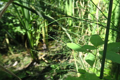 Bittacomorpha clavipes