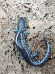 Ambystoma jeffersonianum