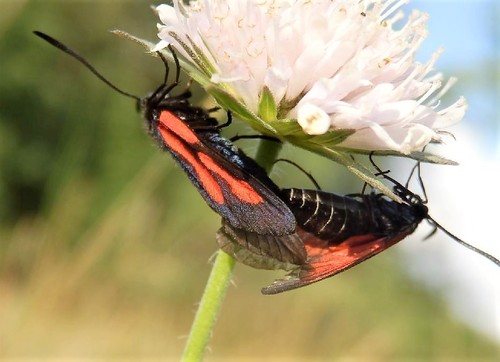Zygaena osterodensis