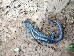 Ambystoma jeffersonianum