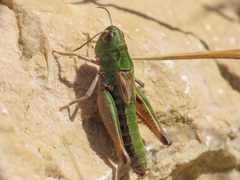 Stenobothrus apenninus