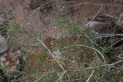 Aceria paracalifornica