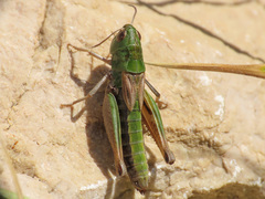 Stenobothrus apenninus