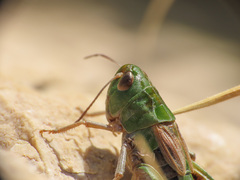 Stenobothrus apenninus