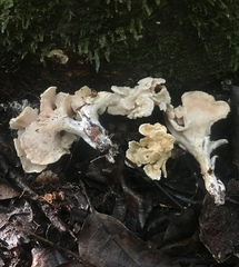 Trechispora thelephora