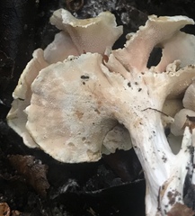 Trechispora thelephora